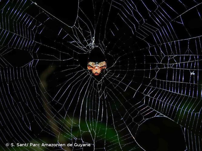 <i>Micrathena clypeata</i> (Walckenaer, 1805) © S. Sant/ Parc Amazonien de Guyane