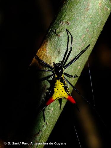 <i>Micrathena schreibersi</i> (Perty, 1833) © S. Sant/ Parc Amazonien de Guyane