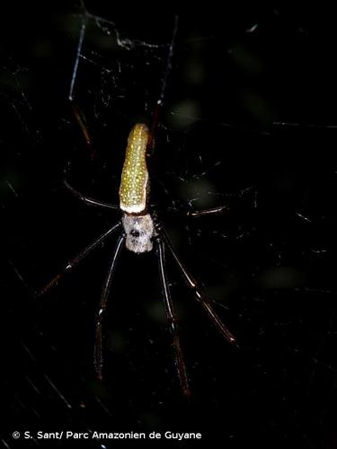 <i>Nephila cornuta</i> (Pallas, 1772) © S. Sant/ Parc Amazonien de Guyane