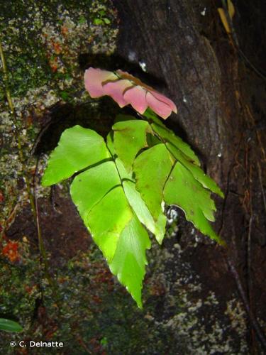 <i>Adiantum macrophyllum</i> Sw., 1788 © C. Delnatte