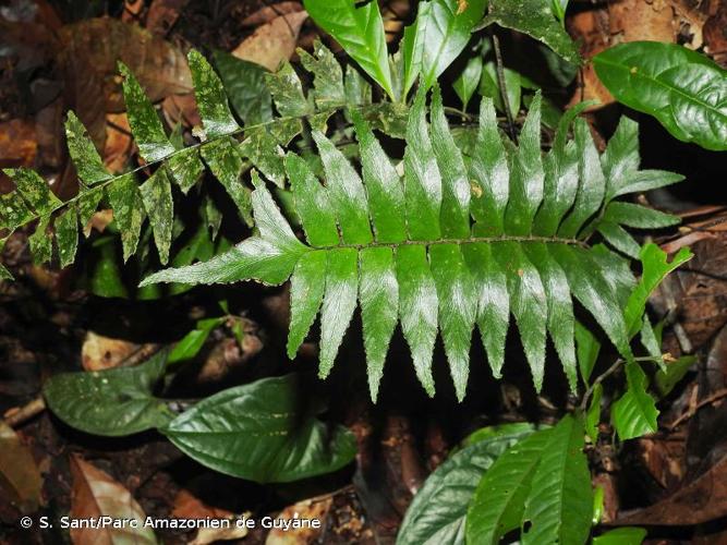 <i>Adiantum obliquum</i> Willd., 1810 © S. Sant/Parc Amazonien de Guyane