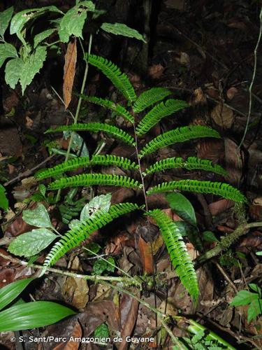 <i>Adiantum pulverulentum</i> L., 1753 © S. Sant/Parc Amazonien de Guyane