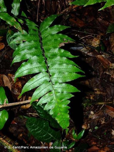 <i>Diplazium grandifolium</i> (Sw.) Sw., 1801 © S. Sant/Parc Amazonien de Guyane