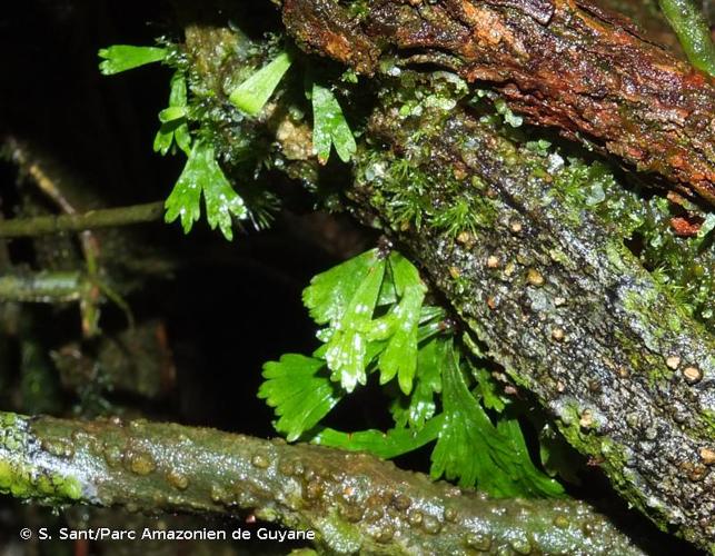 <i>Hecistopteris pumila</i> (Spreng.) J.Sm., 1842 © S. Sant/Parc Amazonien de Guyane