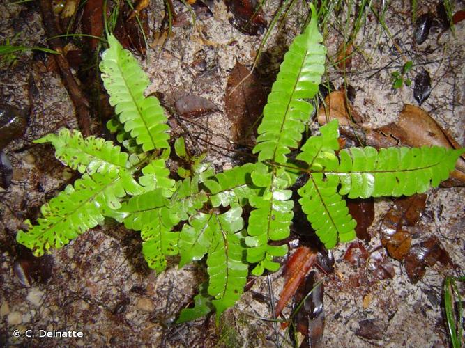 <i>Lindsaea lancea</i> (L.) Bedd., 1876 © C. Delnatte