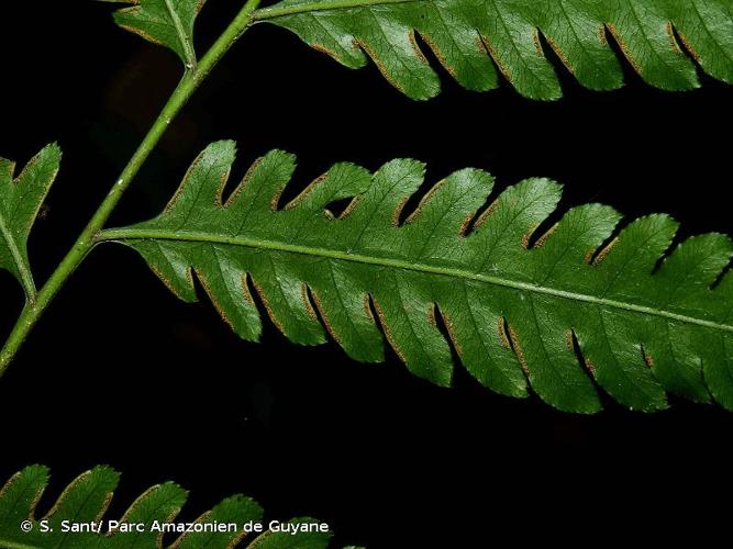 <i>Pteris altissima</i> Poir., 1804 © S. Sant/ Parc Amazonien de Guyane