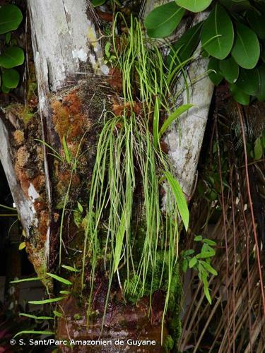 <i>Vittaria lineata</i> (L.) Sm., 1793 © S. Sant/Parc Amazonien de Guyane