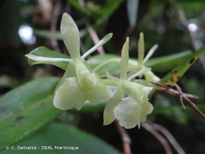 <i>Epidendrum difforme</i> Jacq., 1760 © C. Delnatte - DEAL Martinique