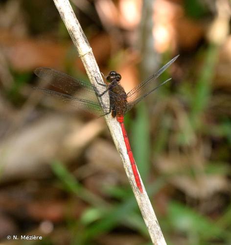 <i>Erythemis haematogastra</i> (Burmeister, 1839) © N. Mézière