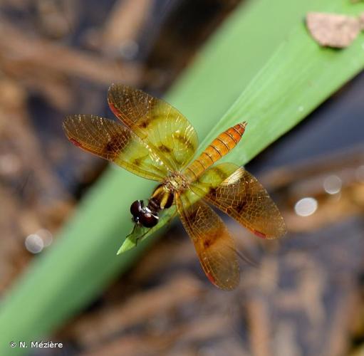 <i>Perithemis lais</i> (Perty, 1834) © N. Mézière