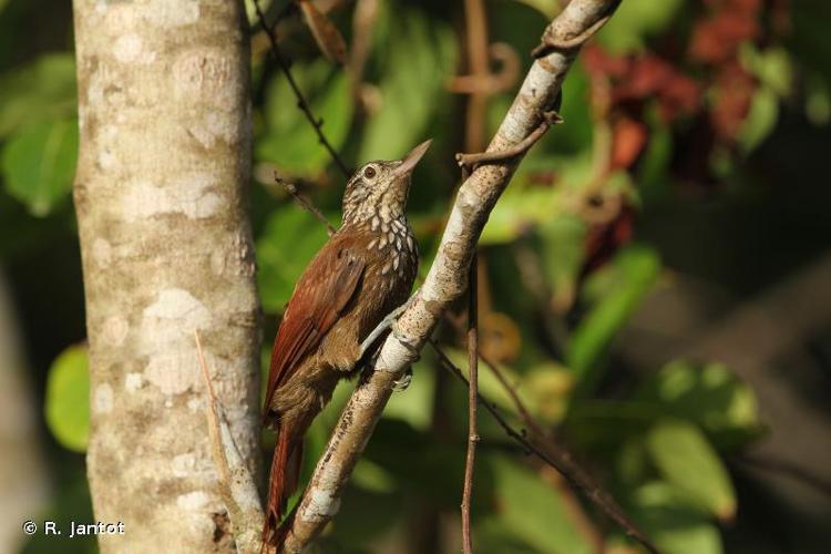 <i>Dendroplex picus</i> (Gmelin, 1788) © R. Jantot