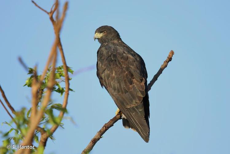 <i>Geranoaetus albicaudatus</i> (Vieillot, 1816) © R. Jantot