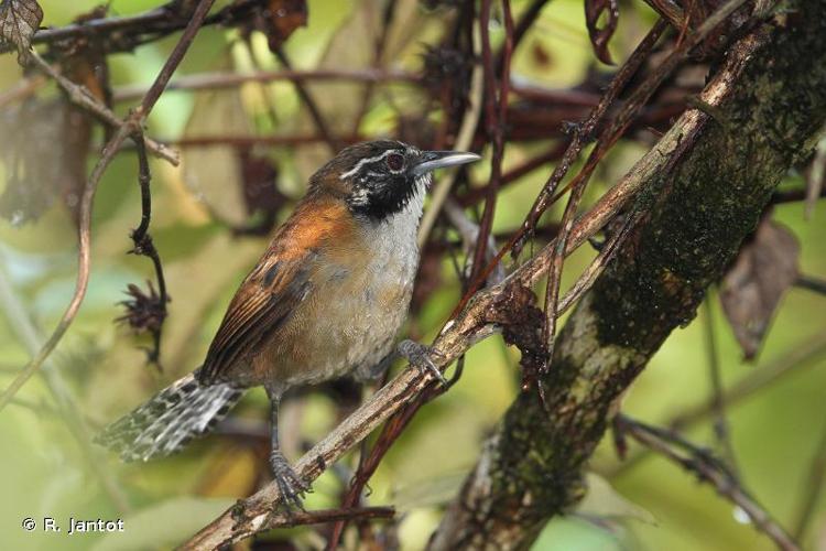 <i>Pheugopedius coraya</i> (Gmelin, 1789) © R. Jantot