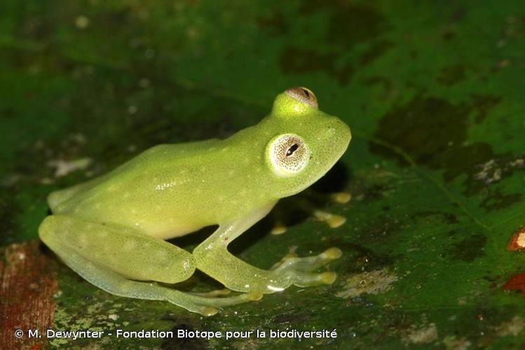 <i>Hyalinobatrachium mondolfii</i> Señaris & Ayarzagüena, 2001 © M. Dewynter - Fondation Biotope pour la biodiversité