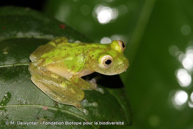 <i>Hyalinobatrachium tricolor</i> Castroviejo-Fisher, Vilà, Ayarzagüena, Blanc & Ernst, 2011 © M. Dewynter - Fondation Biotope pour la biodiversité