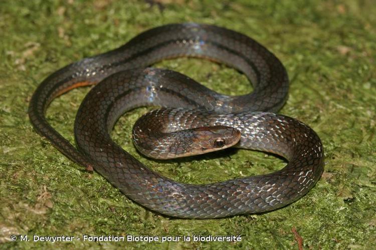 <i>Erythrolamprus pygmaeus</i> (Cope, 1868) © M. Dewynter - Fondation Biotope pour la biodiversité