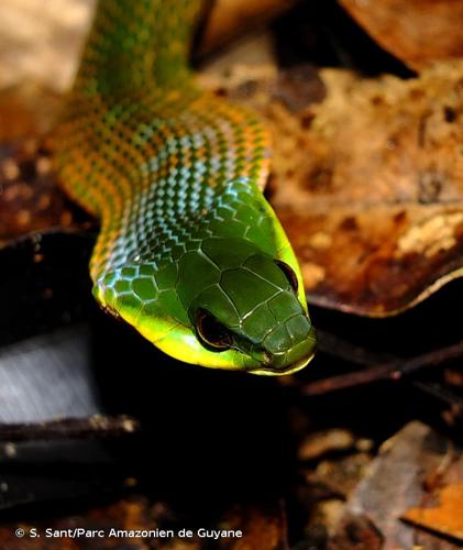 <i>Erythrolamprus typhlus</i> (Linnaeus, 1758) © S. Sant/Parc Amazonien de Guyane