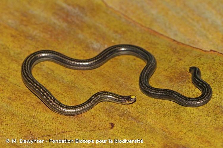 <i>Epictia tenella</i> (Klauber, 1939) © M. Dewynter - Fondation Biotope pour la biodiversité