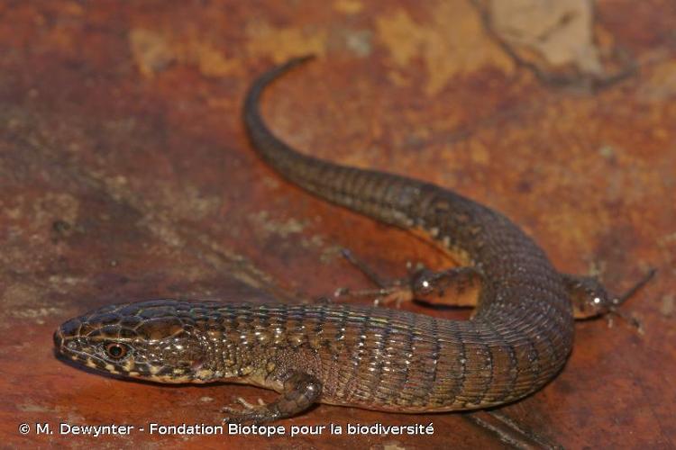 <i>Arthrosaura versteegii</i> Lidth de Jeude, 1904 © M. Dewynter - Fondation Biotope pour la biodiversité