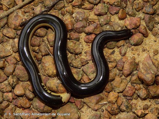 <i>Amerotyphlops reticulatus</i> (Linnaeus, 1758) © S. Sant/Parc Amazonien de Guyane