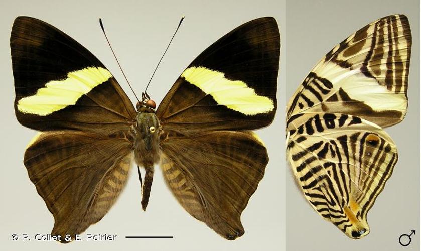 <i>Colobura dirce</i> (Linnaeus, 1758) © P. Collet & E. Poirier