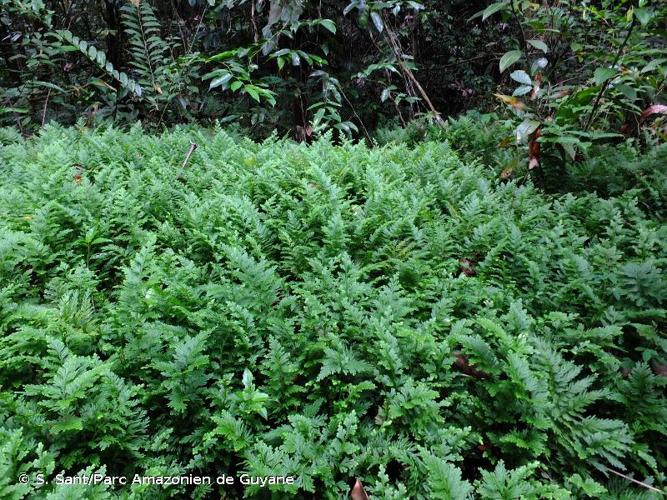 <i>Selaginella conduplicata</i> Spring, 1840 © S. Sant/Parc Amazonien de Guyane