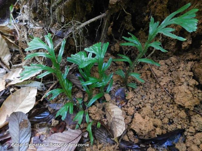 <i>Selaginella epirrhizos</i> Spring, 1843 © César Delnatte - Biotope Amazonie