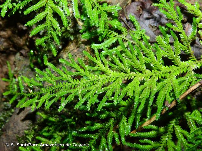 <i>Selaginella flagellata</i> Spring, 1843 © S. Sant/Parc Amazonien de Guyane