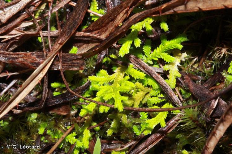 <i>Selaginella minima</i> Spring, 1843 © G. Léotard