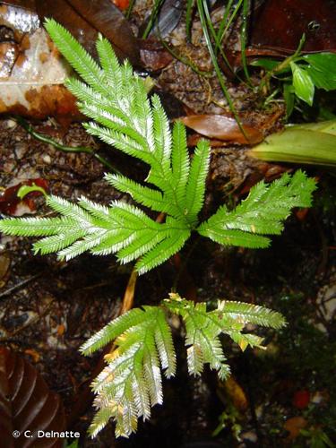 <i>Selaginella parkeri</i> (Hook. & Grev.) Spring, 1843 © C. Delnatte