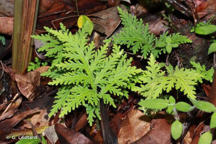 <i>Selaginella radiata</i> (Aubl.) Spring, 1843 © G. Léotard