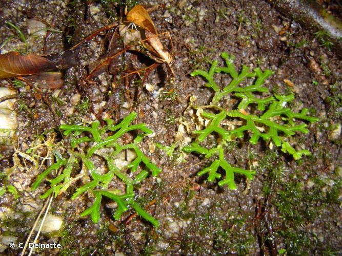 <i>Selaginella revoluta</i> Baker, 1883 © C. Delnatte