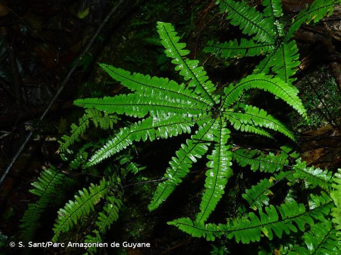 <i>Adiantopsis radiata</i> (L.) Fée, 1852 © S. Sant/Parc Amazonien de Guyane