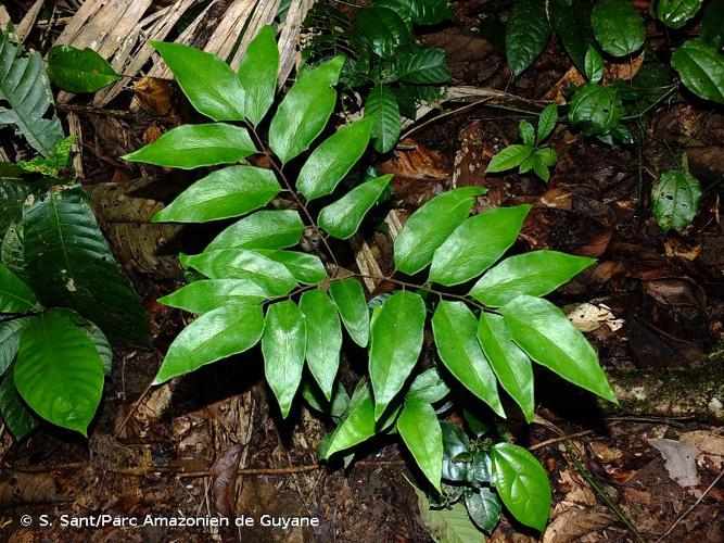 <i>Adiantum adiantoides</i> (J.Sm.) C.Chr., 1905 © S. Sant/Parc Amazonien de Guyane