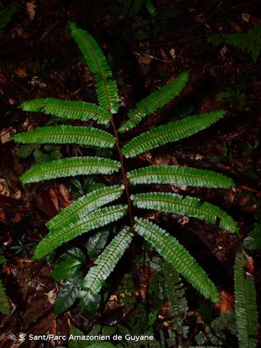 <i>Adiantum cajennense</i> Willd. ex Klotzsch, 1845 © S. Sant/Parc Amazonien de Guyane