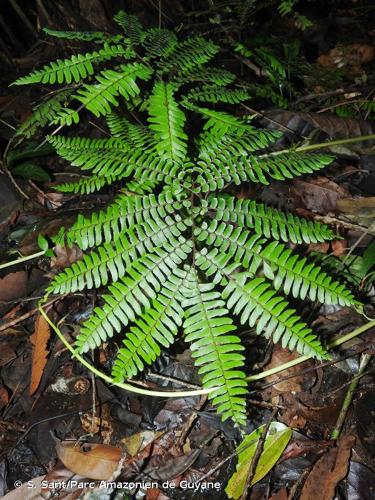 <i>Adiantum decoratum</i> Maxon & Weath., 1932 © S. Sant/Parc Amazonien de Guyane