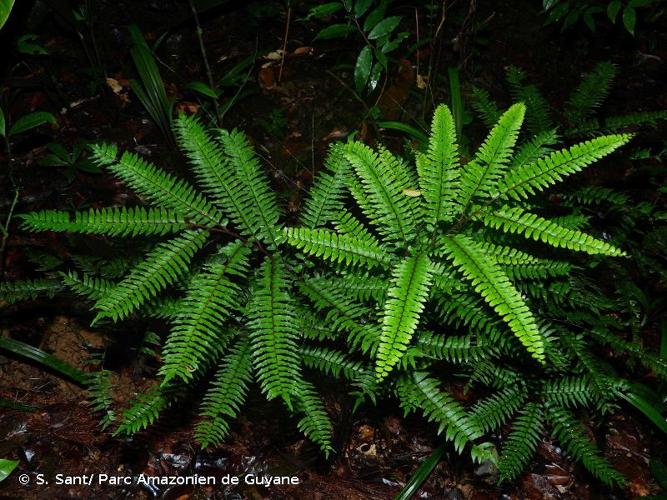 <i>Adiantum fuliginosum</i> Fée, 1852 © S. Sant/ Parc Amazonien de Guyane