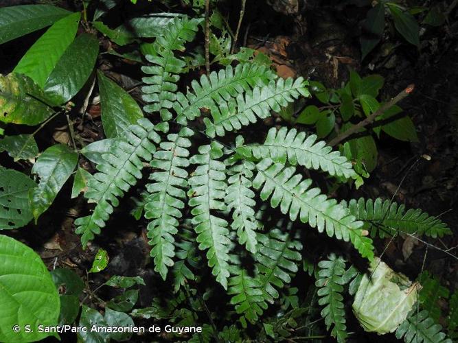 <i>Adiantum glaucescens</i> Klotzsch, 1844 © S. Sant/Parc Amazonien de Guyane