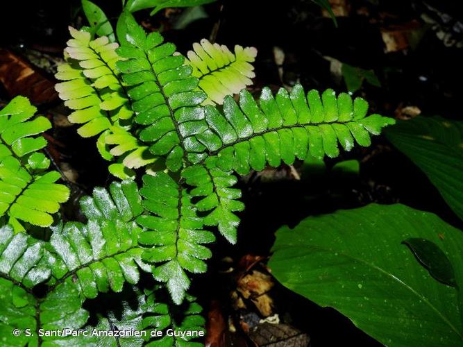 <i>Adiantum humile</i> Kunze, 1834 © S. Sant/Parc Amazonien de Guyane