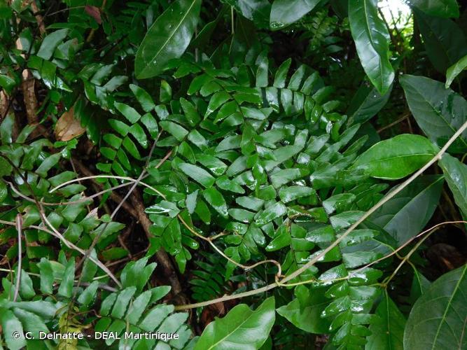 <i>Adiantum latifolium</i> Lam., 1783 © C. Delnatte - DEAL Martinique