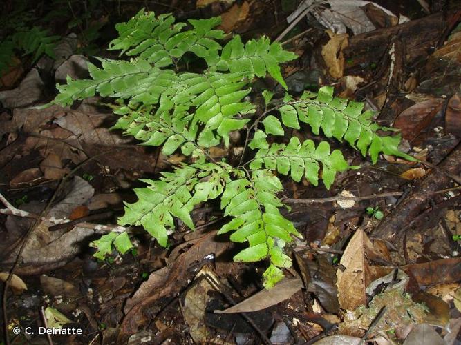 <i>Adiantum leprieurii</i> Hook., 1851 © C. Delnatte