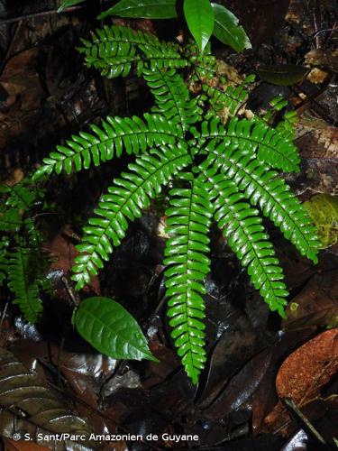 <i>Adiantum terminatum</i> Kunze ex Miq., 1843 © S. Sant/Parc Amazonien de Guyane