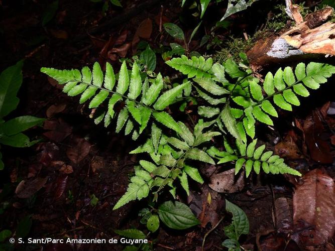 <i>Asplenium abscissum</i> Willd., 1810 © S. Sant/Parc Amazonien de Guyane