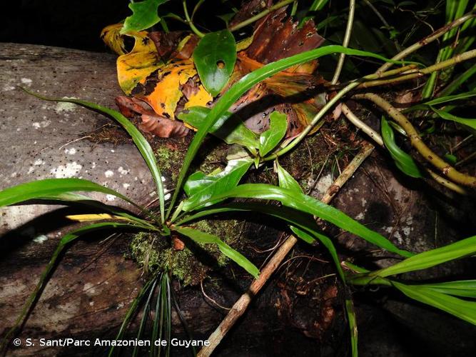 <i>Asplenium angustum</i> Sw., 1817 © S. Sant/Parc Amazonien de Guyane