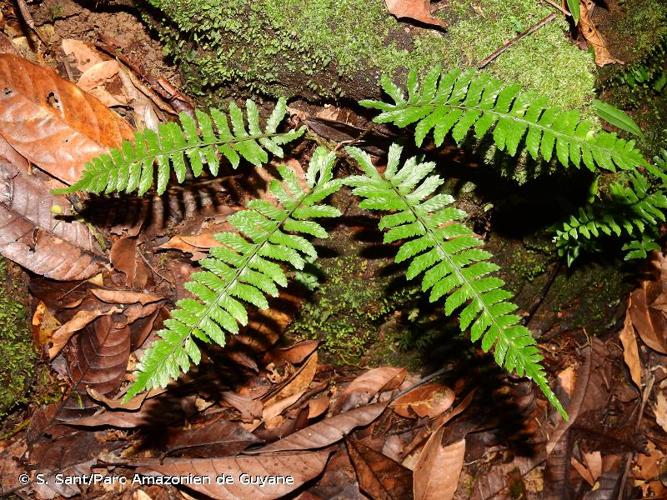 <i>Asplenium hostmannii</i> Hieron., 1918 © S. Sant/Parc Amazonien de Guyane