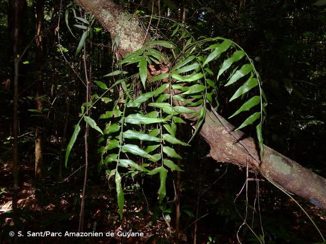 <i>Asplenium juglandifolium</i> Lam., 1786 © S. Sant/Parc Amazonien de Guyane