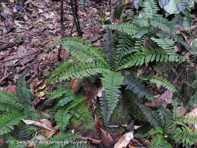 <i>Asplenium rutaceum</i> (Willd.) Mett., 1858 © S. Sant/Parc Amazonien de Guyane