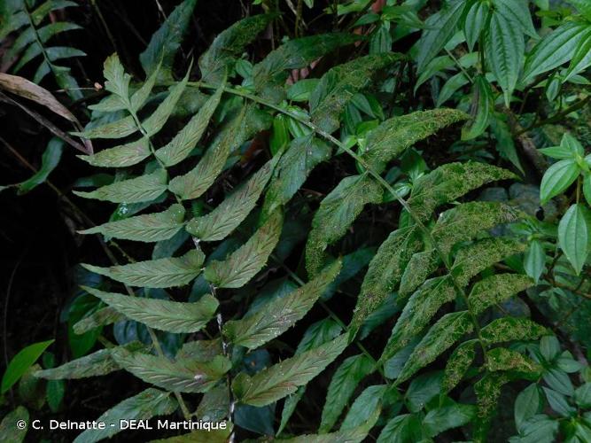 <i>Asplenium salicifolium</i> L., 1753 © C. Delnatte - DEAL Martinique