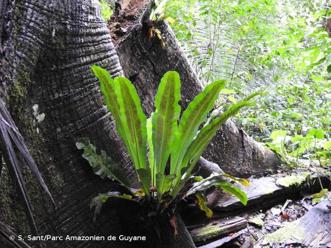 <i>Asplenium serratum</i> L., 1753 © S. Sant/Parc Amazonien de Guyane