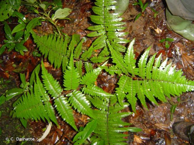 <i>Cyathea surinamensis</i> (Miq.) Domin, 1929 © C. Delnatte